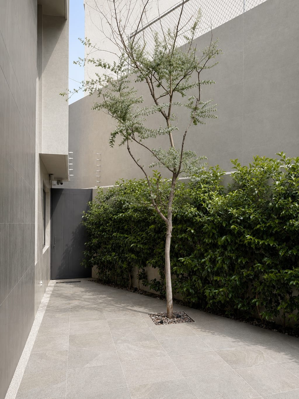 Patio lateral con árbol joven y seto verde